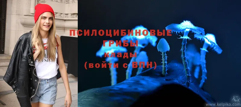 Галлюциногенные грибы Psilocybe  что такое   Белово 